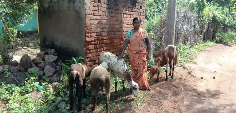 Livelihood Project - Goat distribution